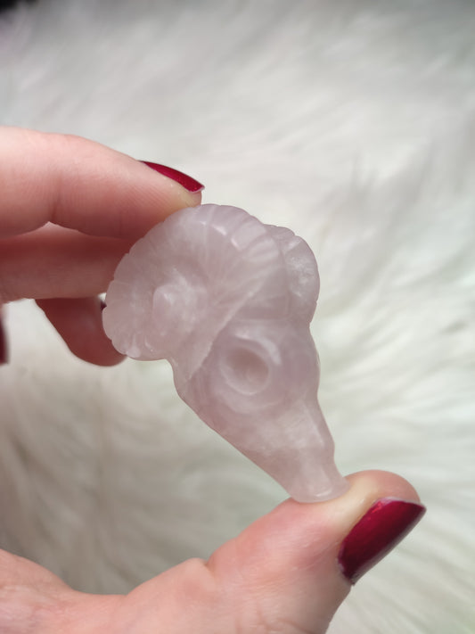 Cabeza de carnero - Capricornio