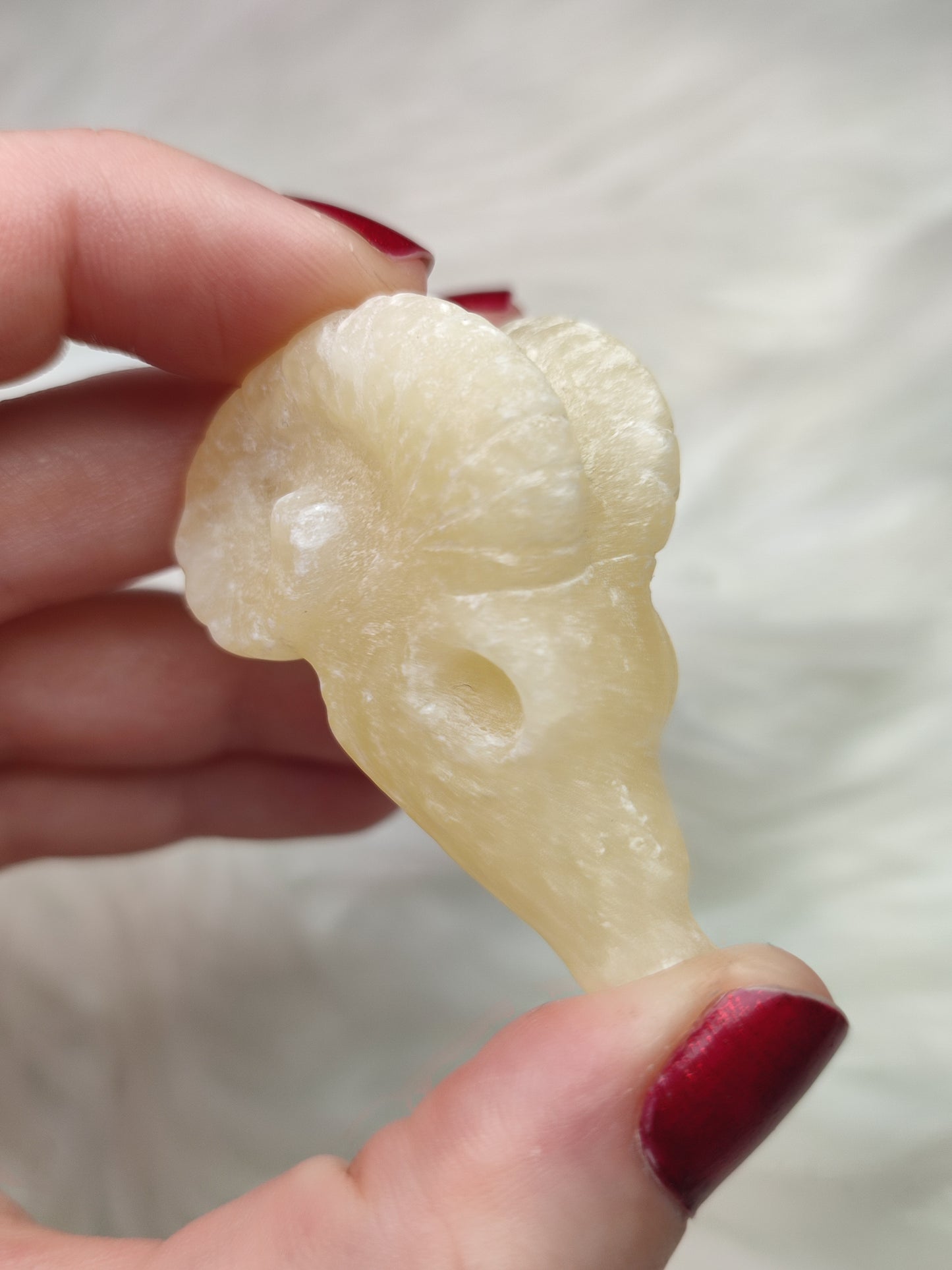 Cabeza de carnero - Capricornio