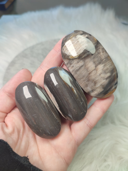 Rodado xilopalo o madera Fosilizada - VIDEO