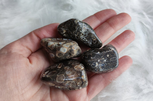 Canto rodado agata turritella