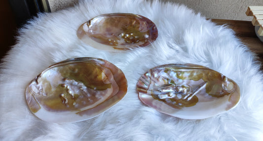 Conchas naturales - Grandes