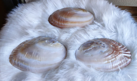 Conchas naturales - Grandes