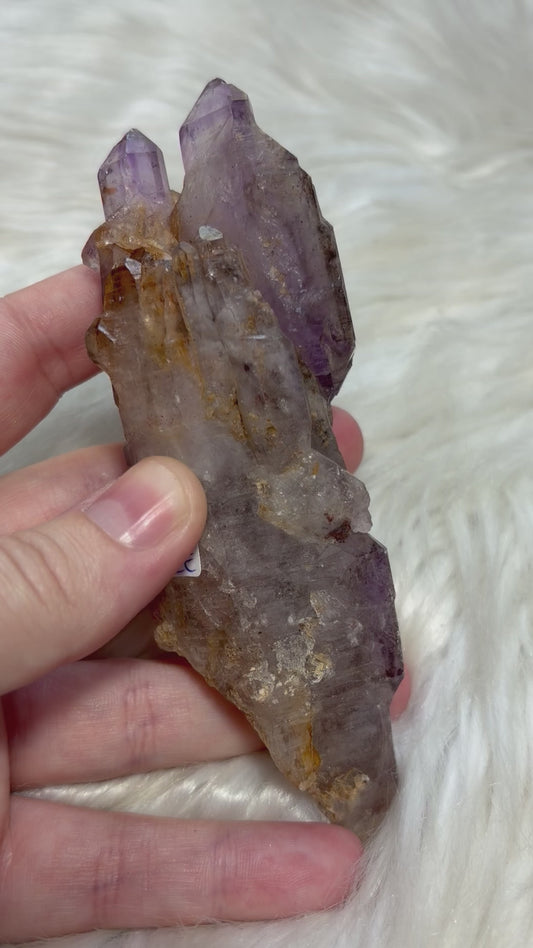 Amatista Cetro acoplados - Esqueleto 245 - VIDEO