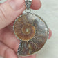 Colgante baño de plata con fósil amonite fosil - Nautilus 164