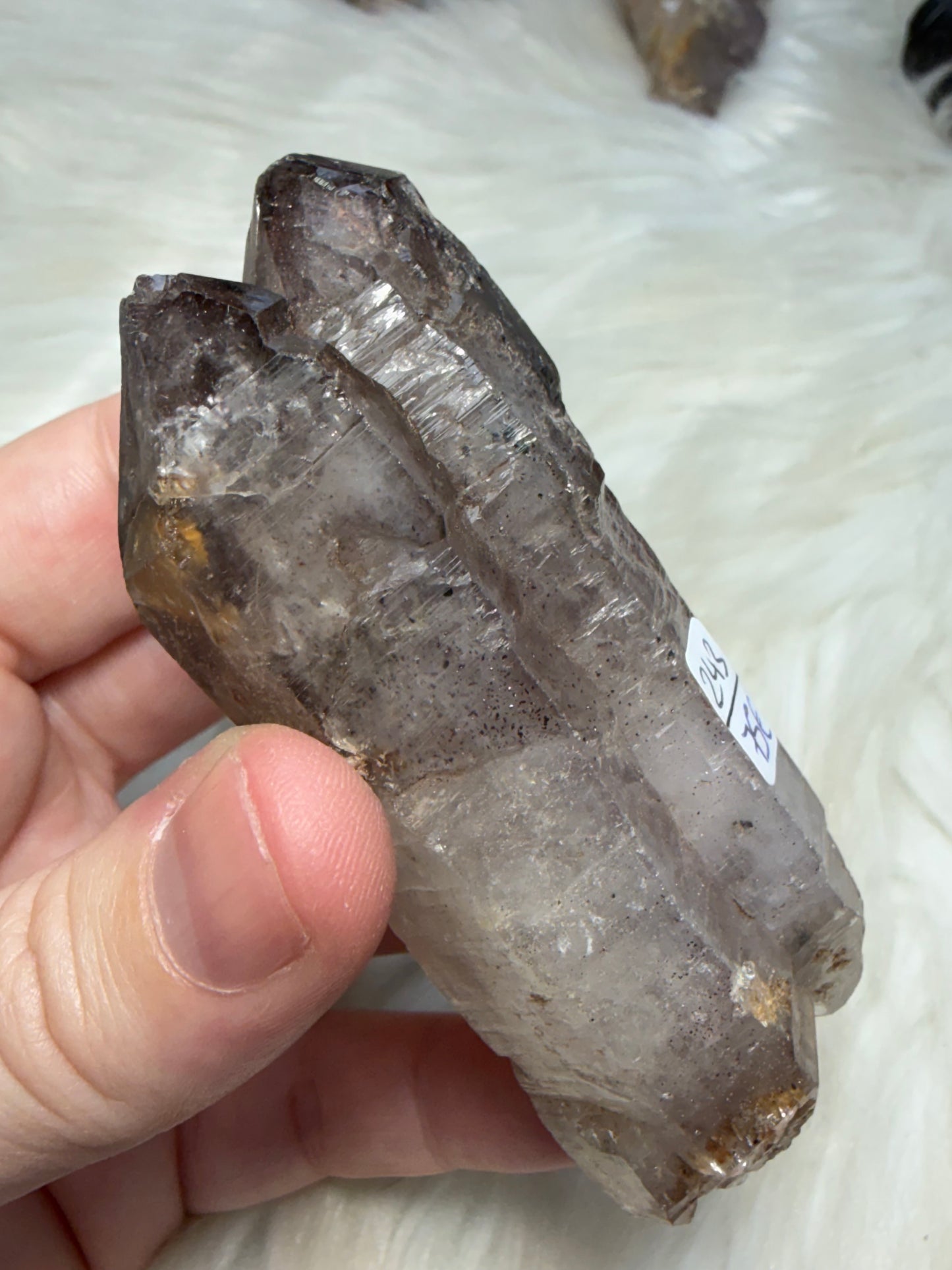 Amatista Cetro doble - Esqueleto 243 - VIDEO